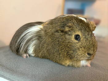 Rescue Guinea Pig Guinea Pigs for Adoption in Marshfield, Wisconsin - Poe | PetCurious